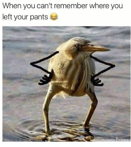 Bird - When you can't remember where you left your pants