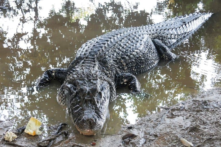 Black Caiman