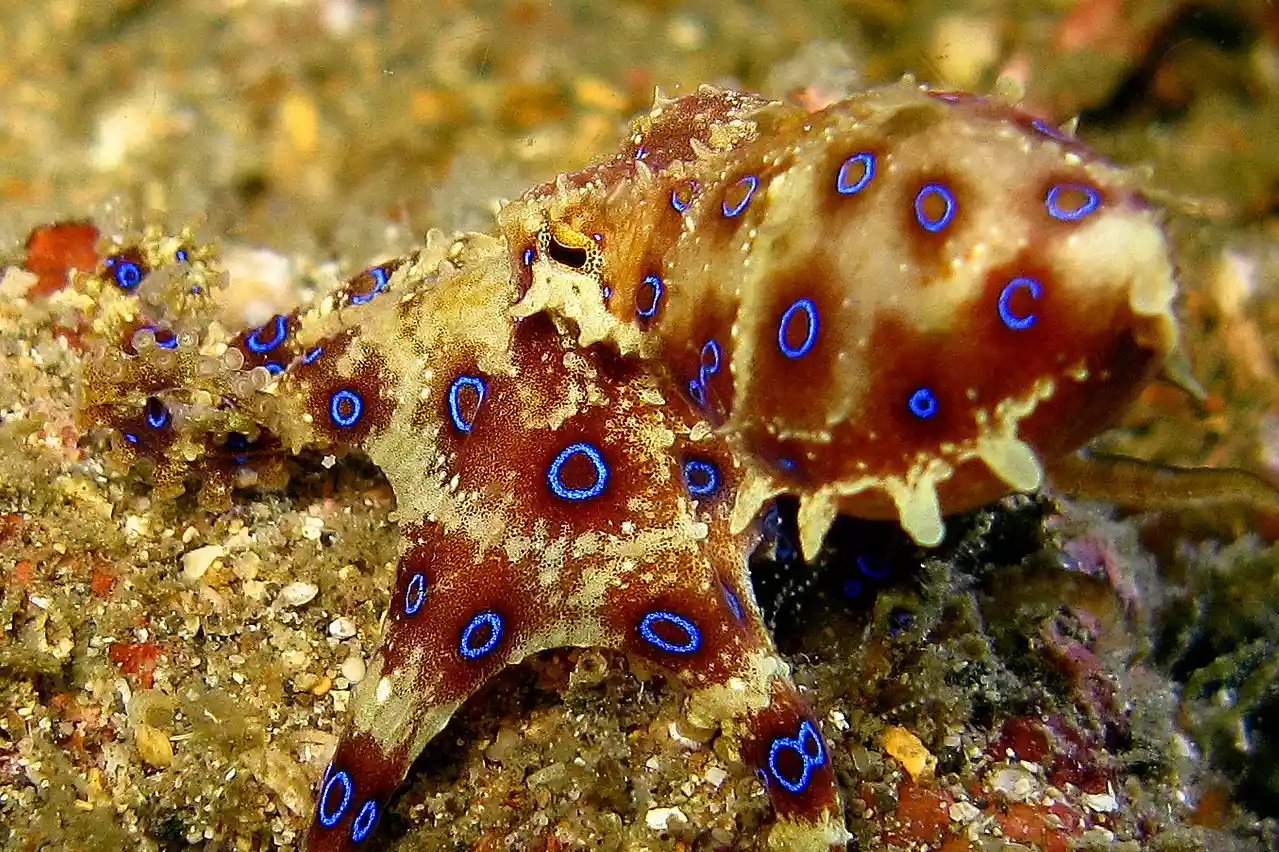 blue ringed octopus ready to strike