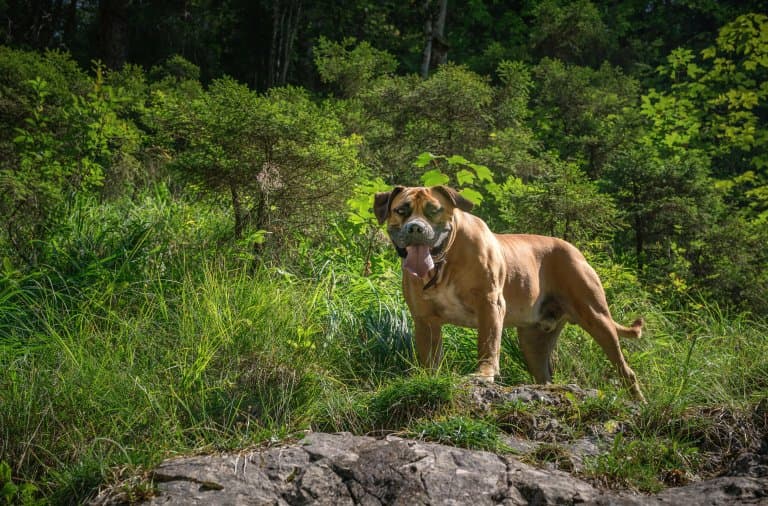 Boerboel