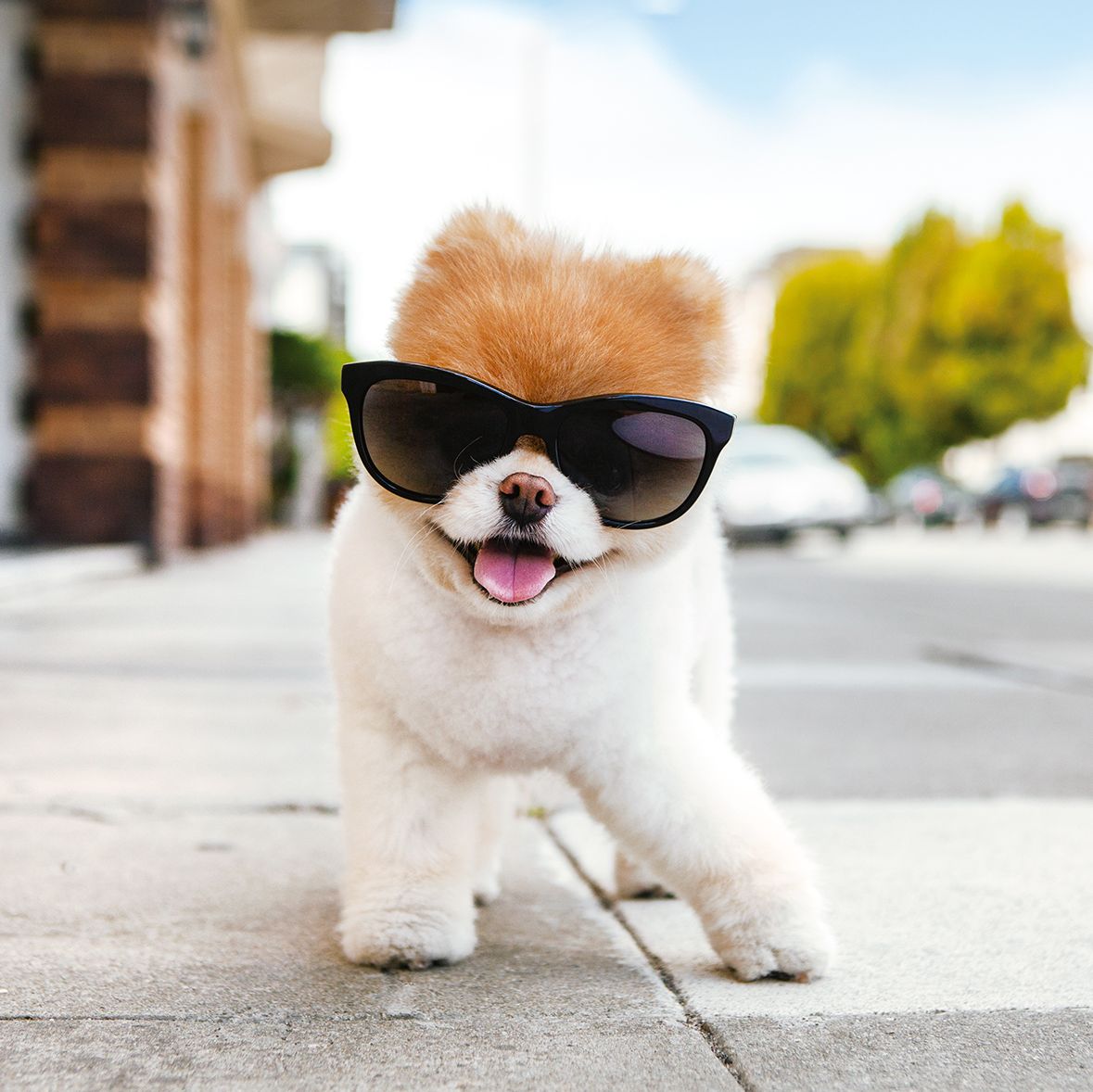 Boo the Pomeranian smiles for a pet portrait with sunglasses.