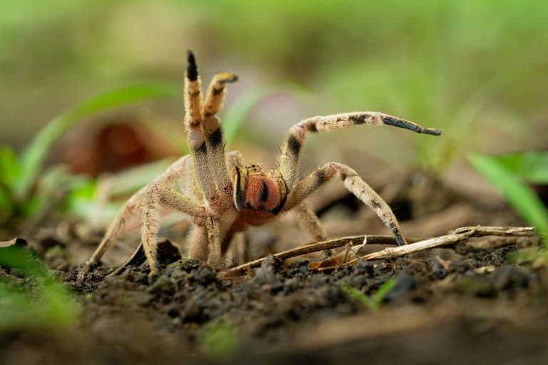 Brazilian Wandering Spider Facts