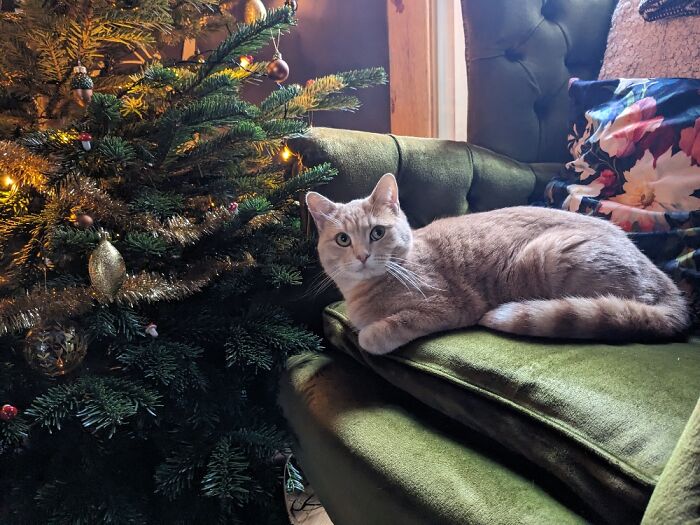 My Lil' Girl Enjoying The Xmas Tree