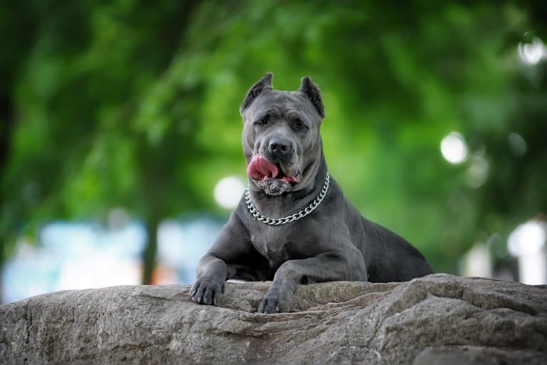 Cane Corso