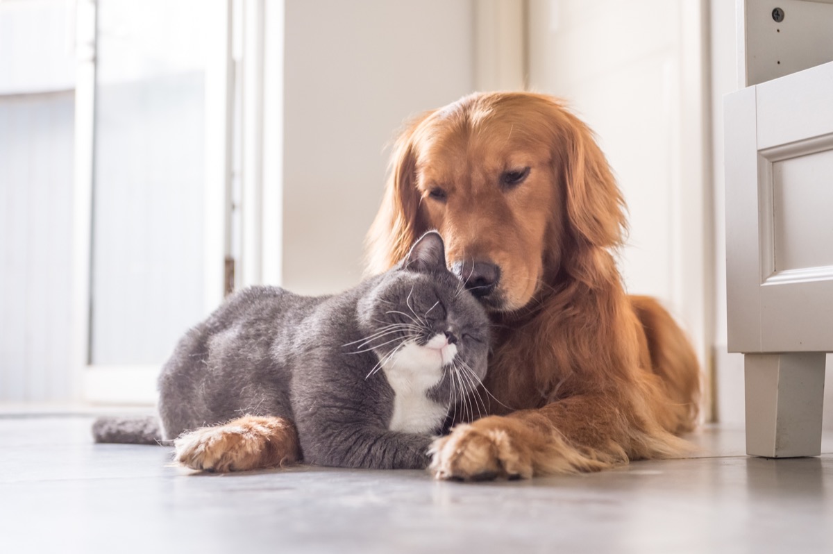 cat and golden retriever pets in love