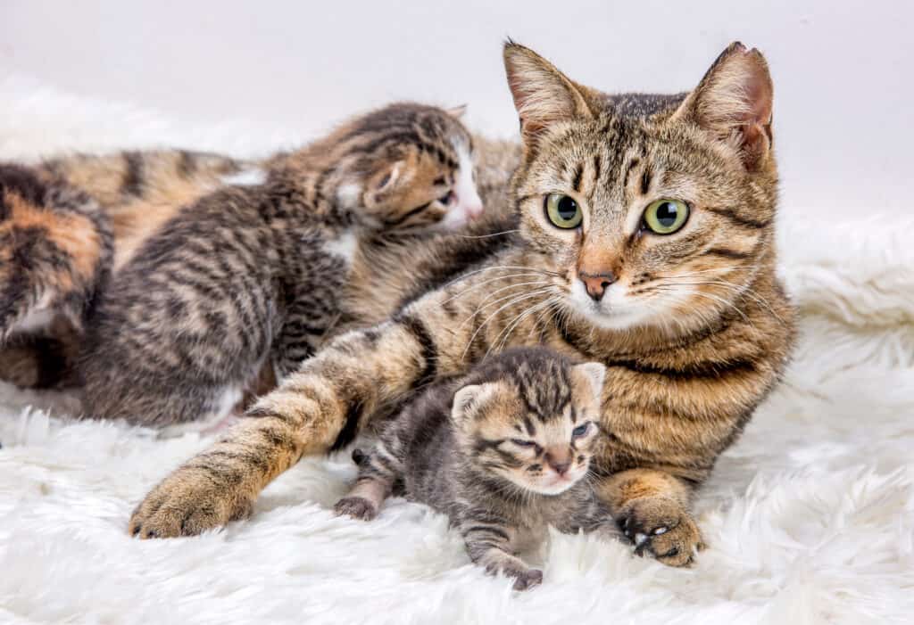 cat with kittens