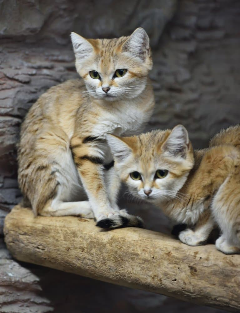 Sand Cat Facts