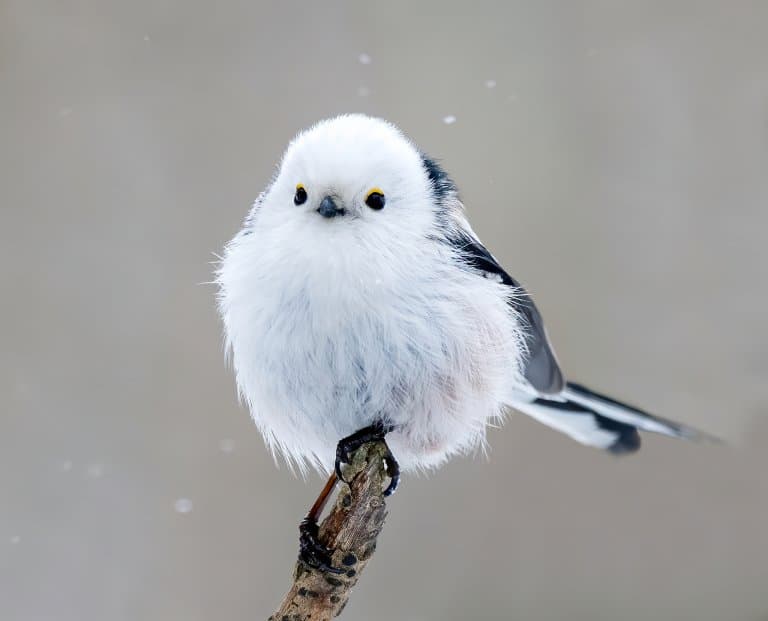 Cute Shima enaga, aka long-tailed tit