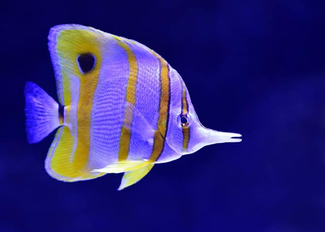 Butterfly Fish - cutest fish