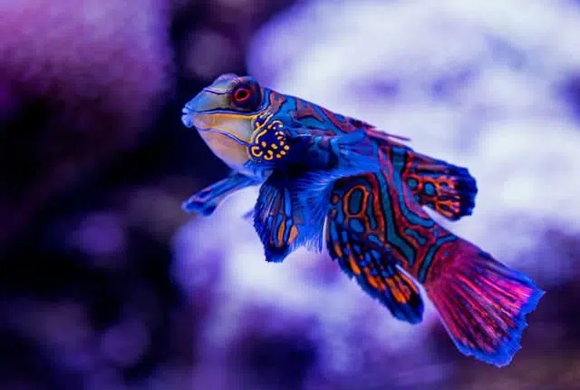 mandarinfish