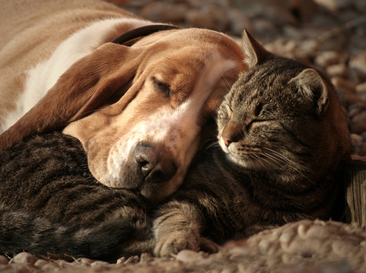 dog and cat in love animals in love