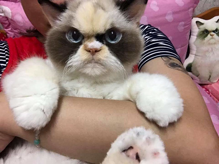 Meet The New Grumpy Cat That Looks Even Angrier Than Her Late Predecessor