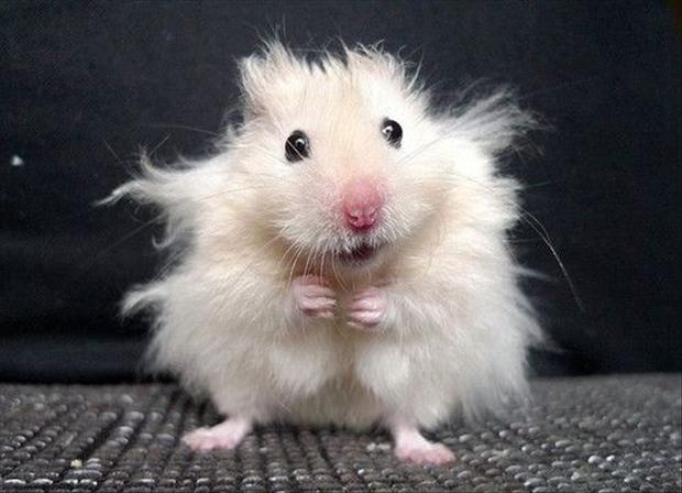 einstein hamster