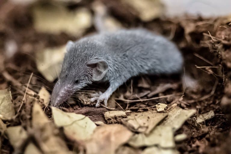 Etruscan shrew