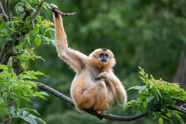 Female Yellow-cheeked gibbon