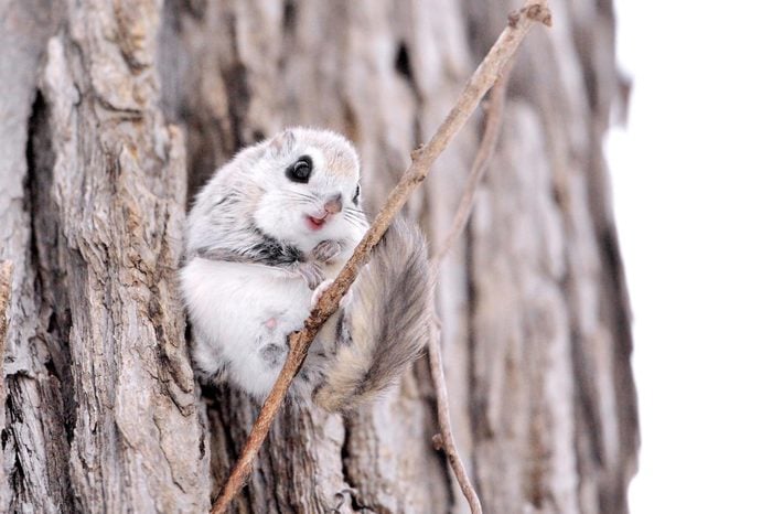 Siberian flying squirrel (AKA Russian flying squirrel)