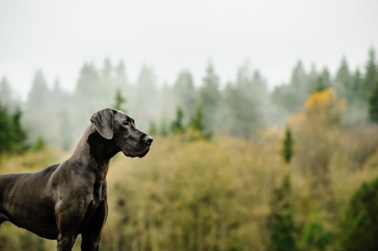 Great Dane