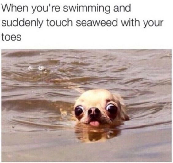 Water - When you're swimming and suddenly touch seaweed with your toes