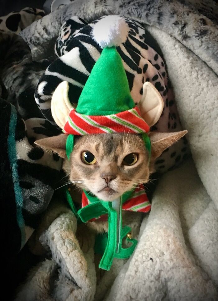 Santa’s Little Helper