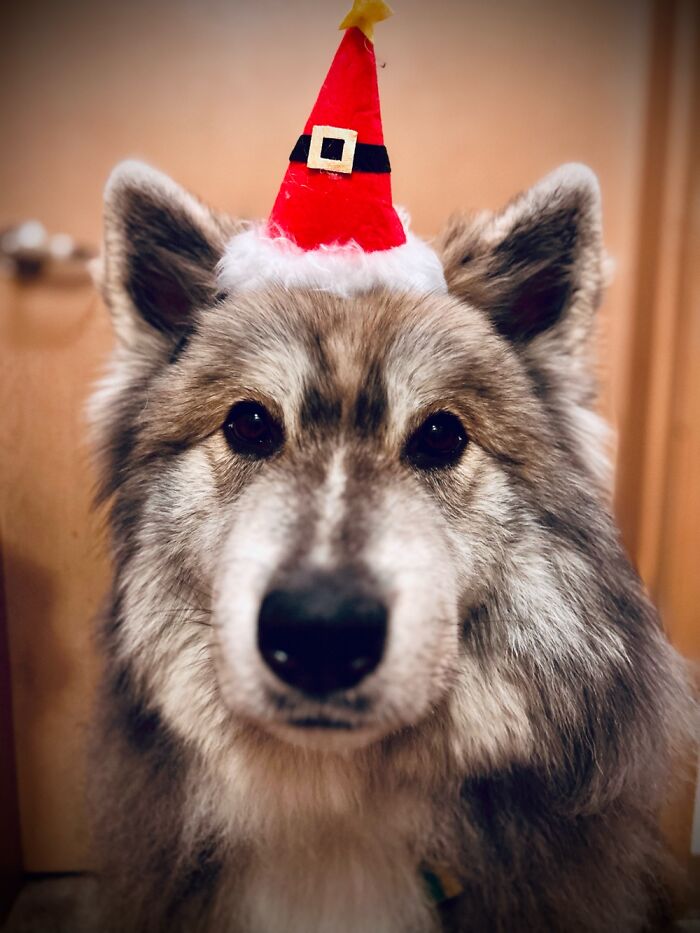 Definitely On Santa’s Good Boy List