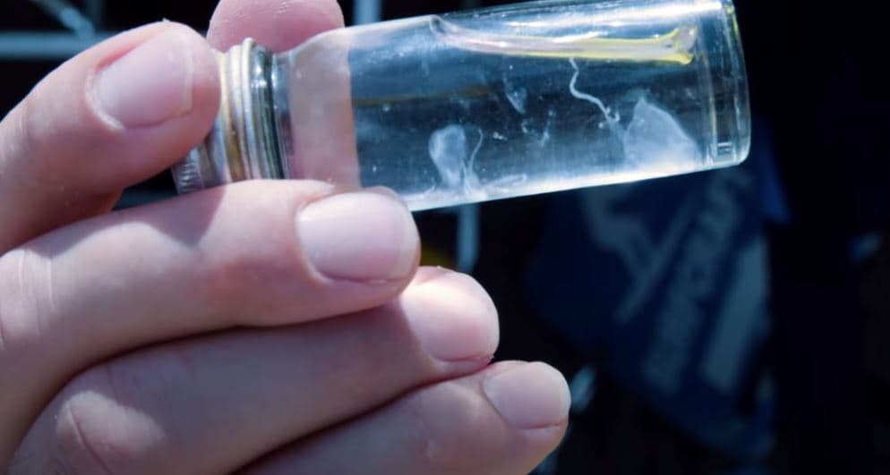 Tiny Irukandji Jellyfish, Malo kingi, the smallest in the world