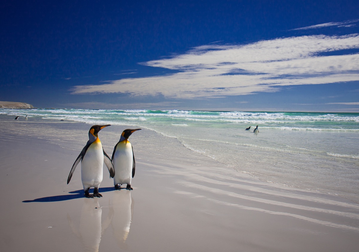 king penguins in love animals in love