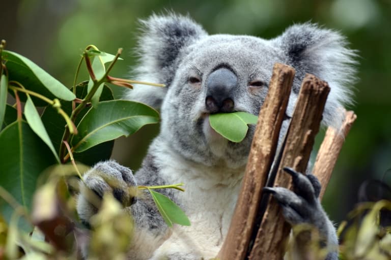 koala eating