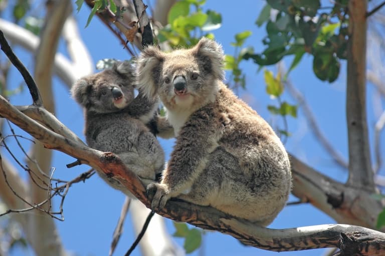 koalas