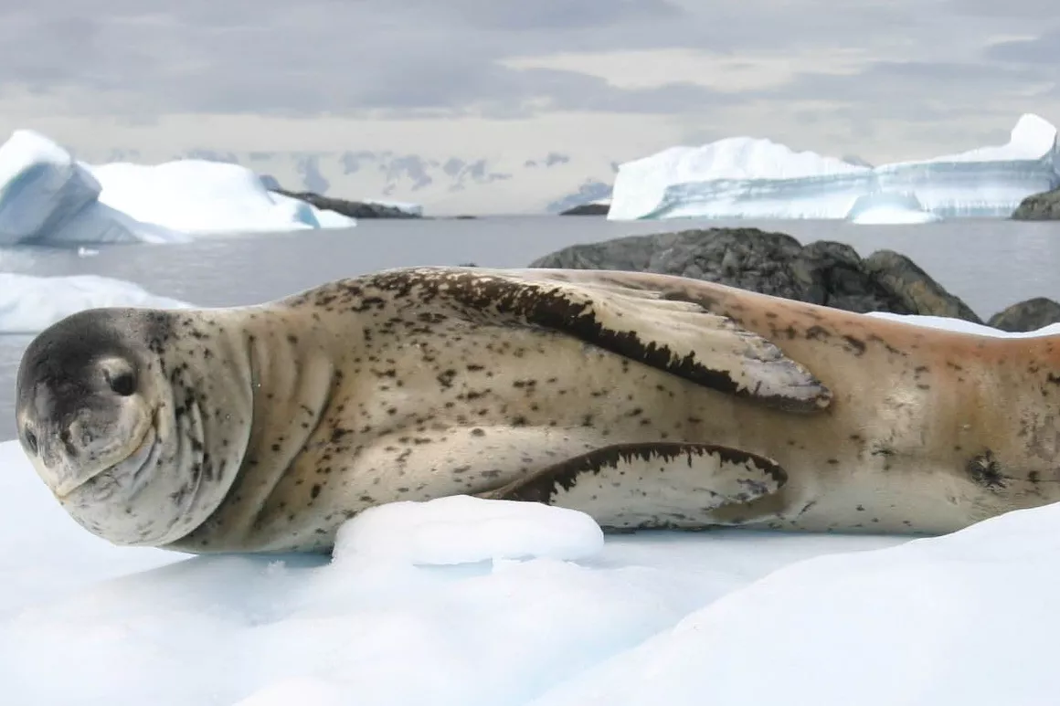 leopard seal hauled out on ice