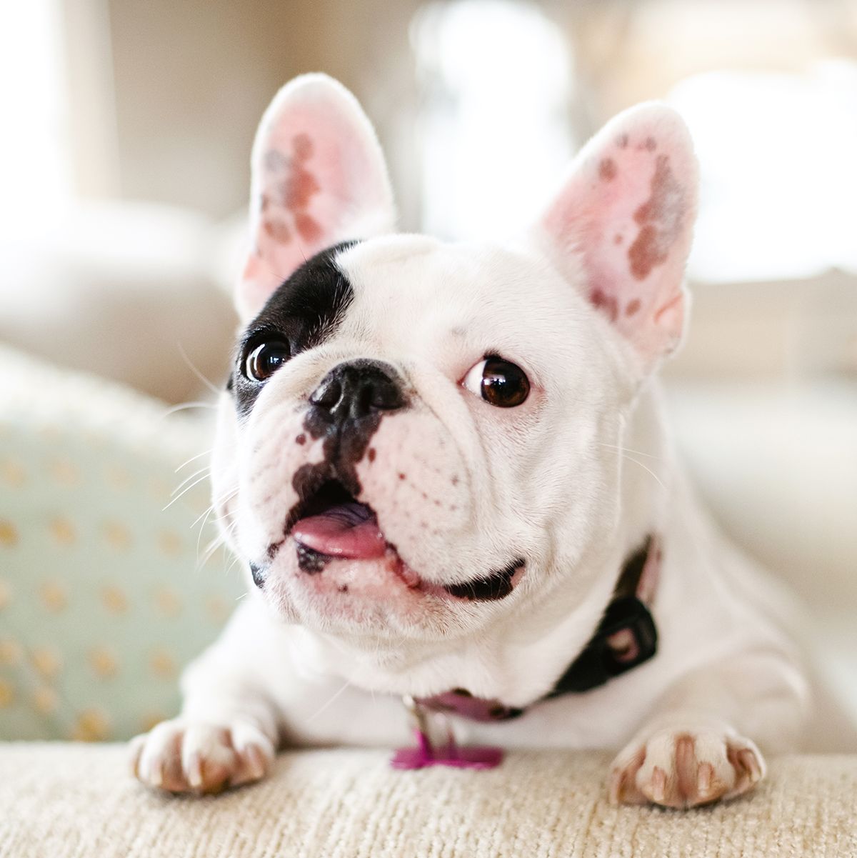 Loulou the French Bulldog smiles for a pet portrait on the couch.