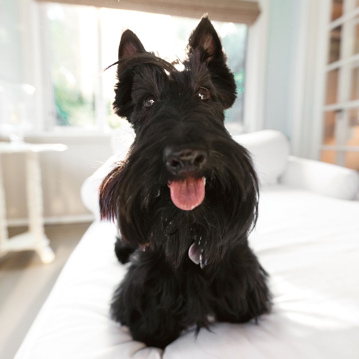 Maggie the Scottish Terrier smiles for a pet portrait on the couch.