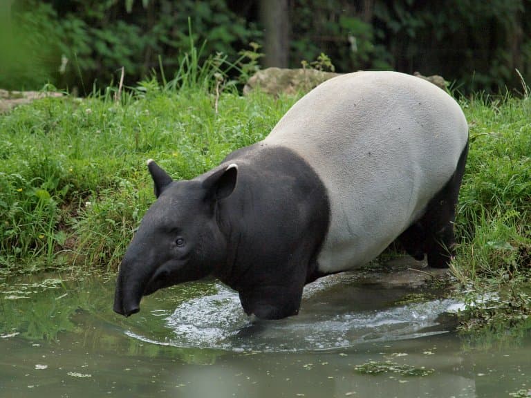 Malayan Tapir