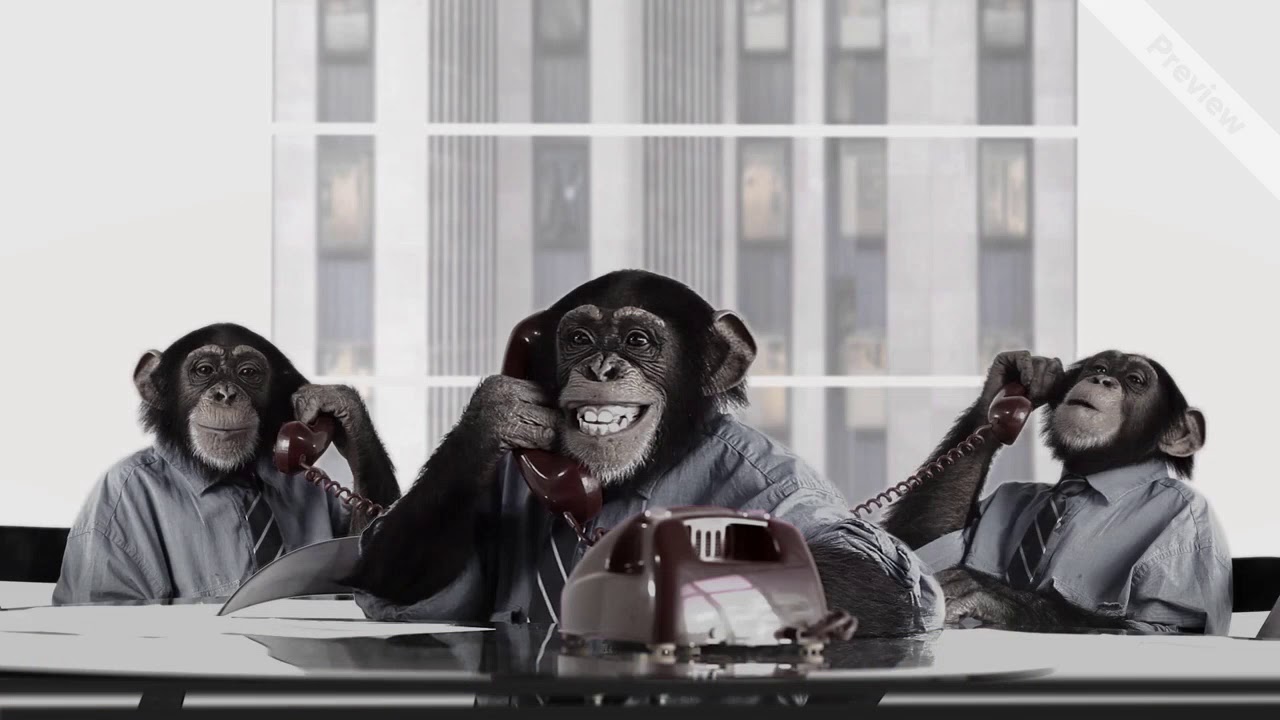 Monkey Business Monkeys - YouTube