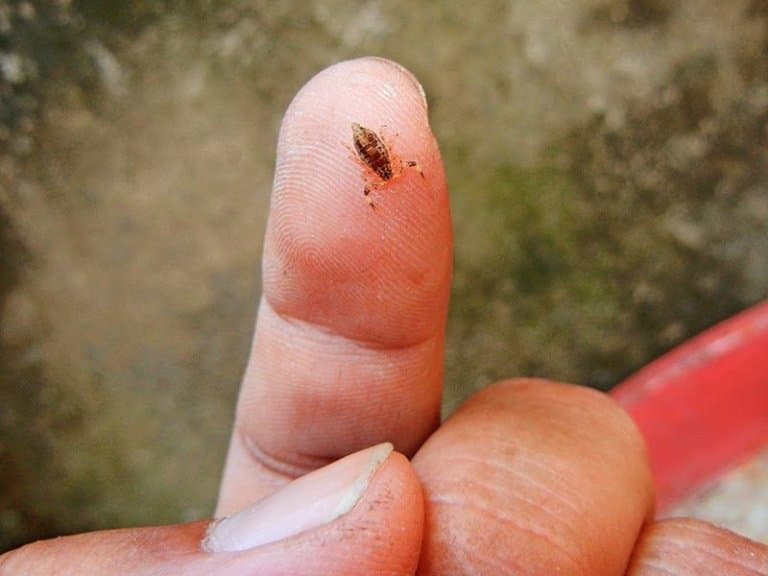 Microtityus minimus, smallest scorpion in the world