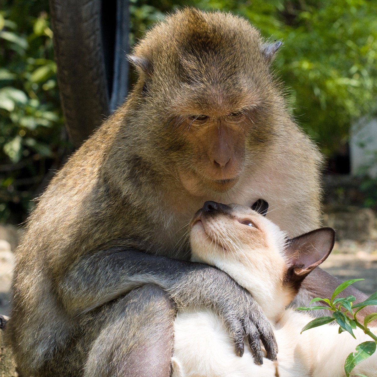 monkey and cat in love animals in love