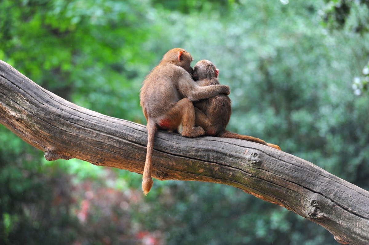 monkeys in love animals in love