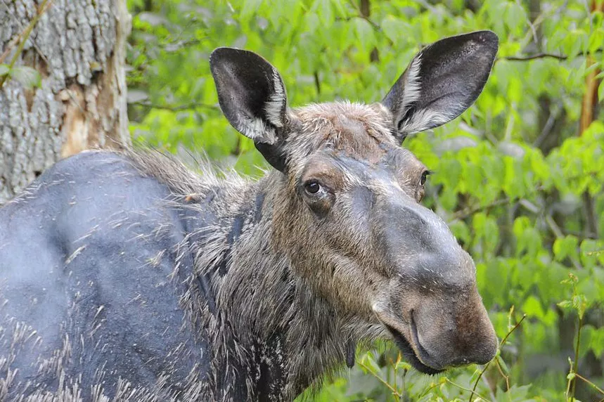 moose looking toward the viewer