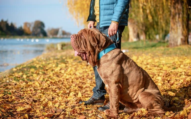 Neapolitan Mastiff