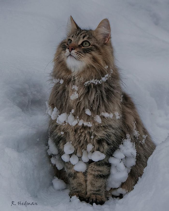 Norwegian-Forest-Cats-Sampy-Hiskias