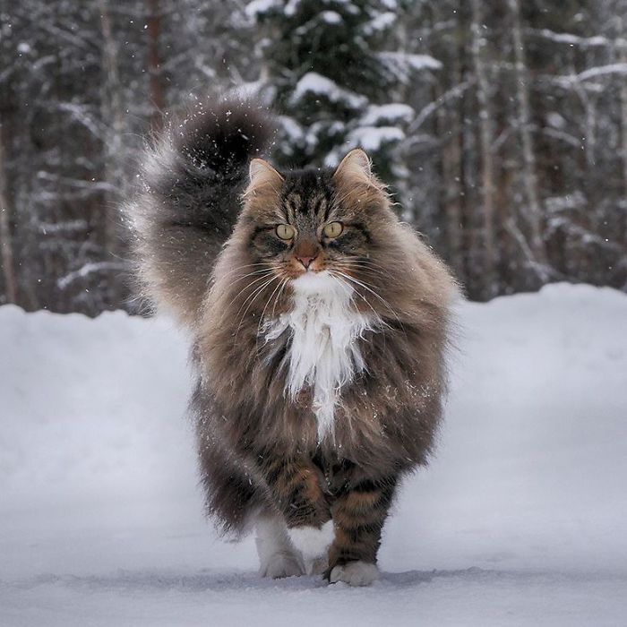 Norwegian-Forest-Cats-Sampy-Hiskias