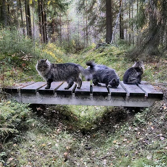 Norwegian-Forest-Cats-Sampy-Hiskias