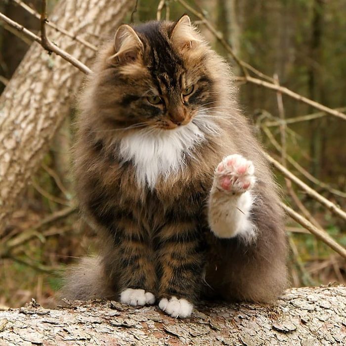 Norwegian-Forest-Cats-Sampy-Hiskias