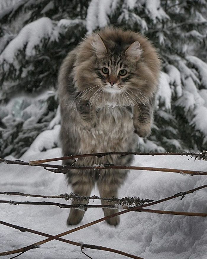 Norwegian-Forest-Cats-Sampy-Hiskias