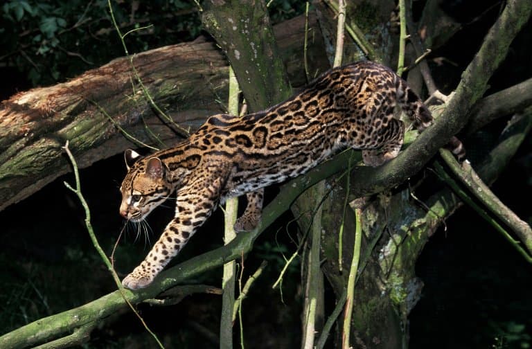 ocelot climbing a tree