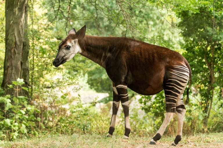 Okapi Facts