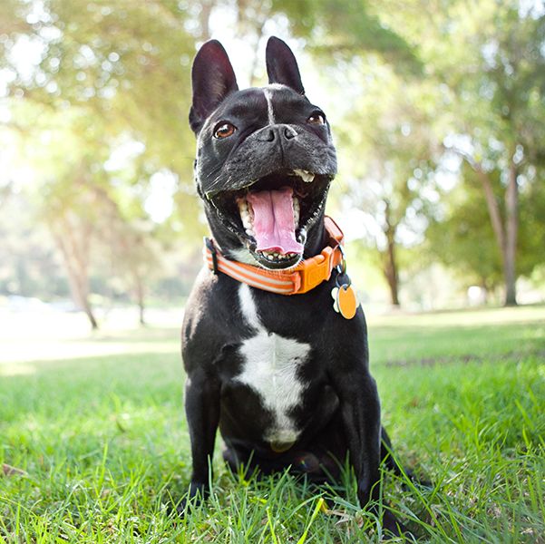 Olive the Frenchie/Boston Terrier mix smiles for a pet portrait in the grass.