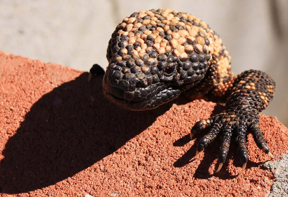 Gila monster head and one arm climping over brick