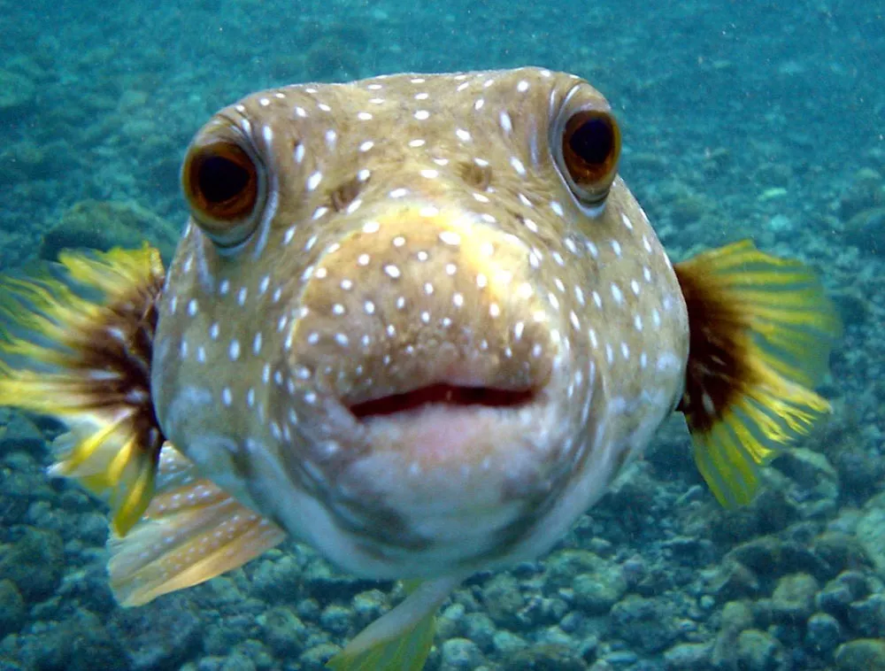 polka dotted pufferfish swimming in ocean