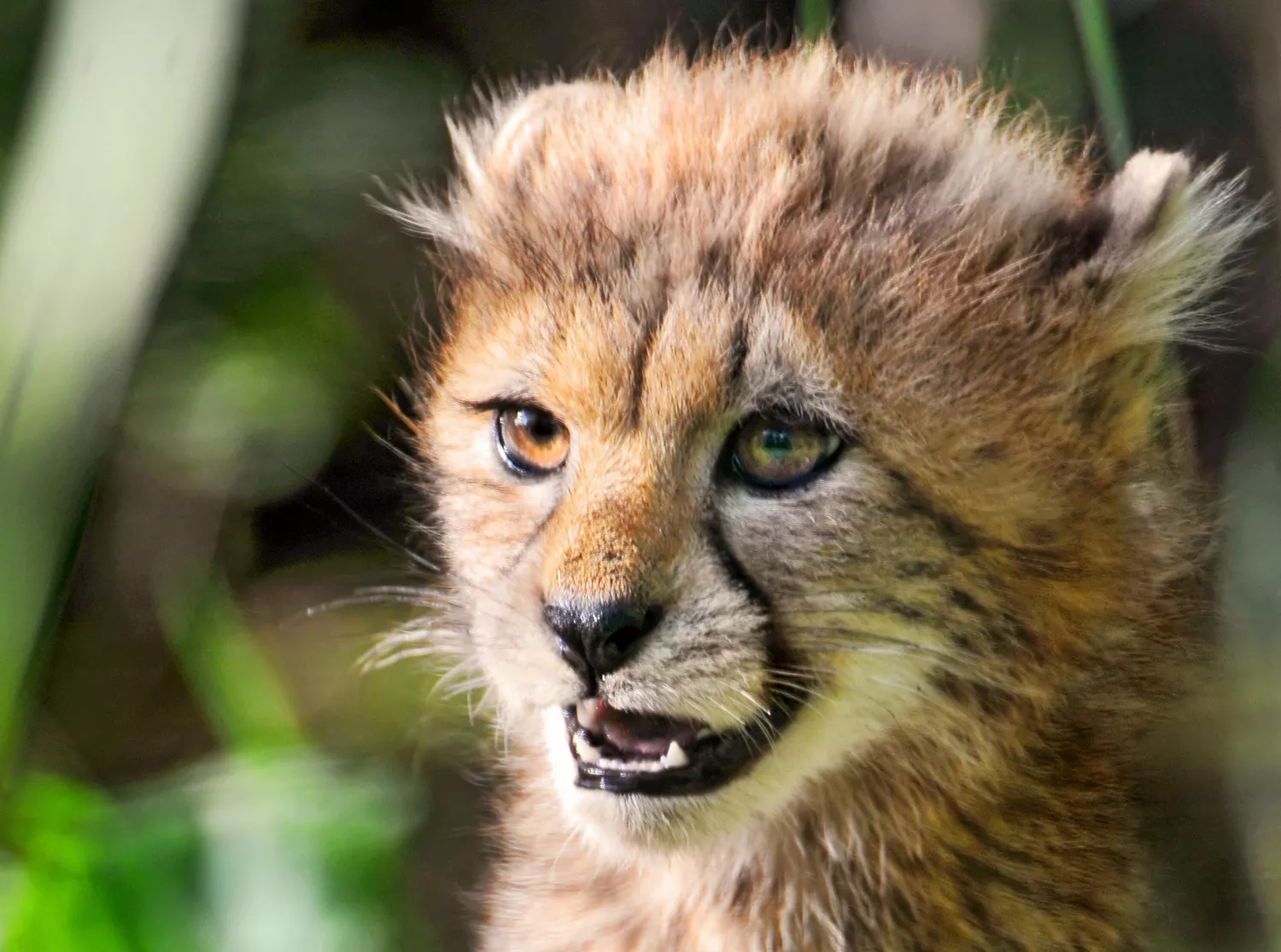 cheetah cub looking fierce