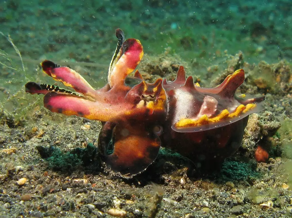 Pfeffer's flamboyant cuttlefish along the ocean floor